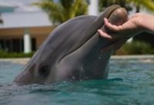 Dolphin Odyssey Experience